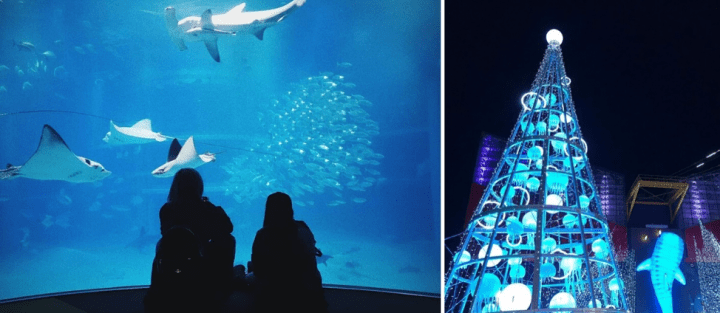 Hari Kelima: Menuju ke Osaka Aquarium Dan Tempozan Harbour Village