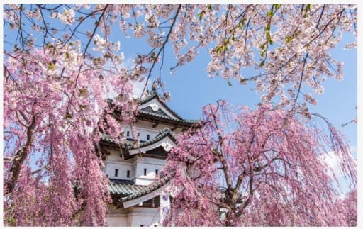 Bunga Sakura Taman Hirosaki