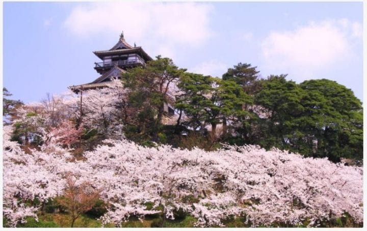 Festival Bunga Sakura Istana Maruoka