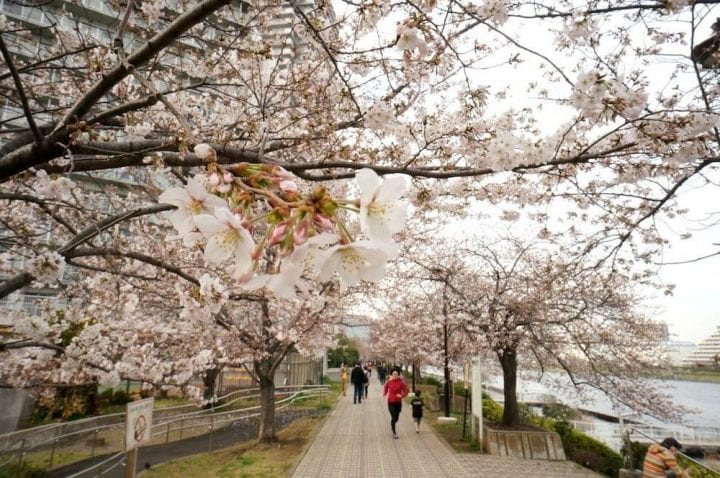 Musim Semi di Jepang: Waktu Mekar Sakura, Informasi Iklim, dan Fashion