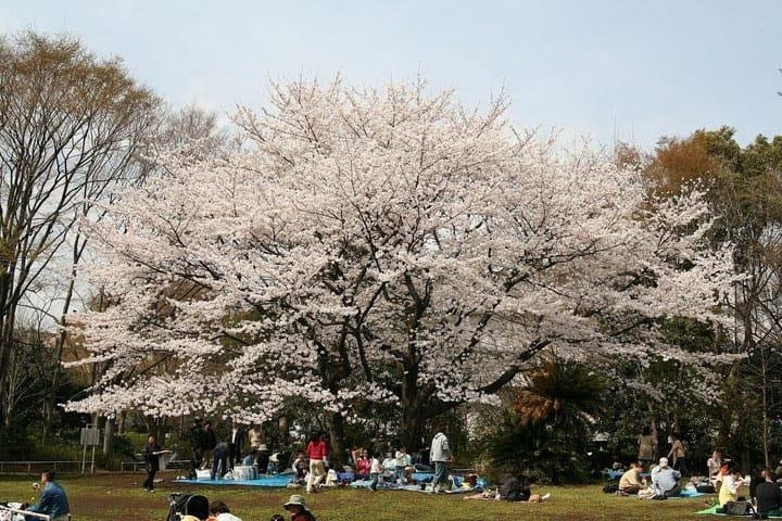 Sejarah dan Serba-serbi “Hanami”