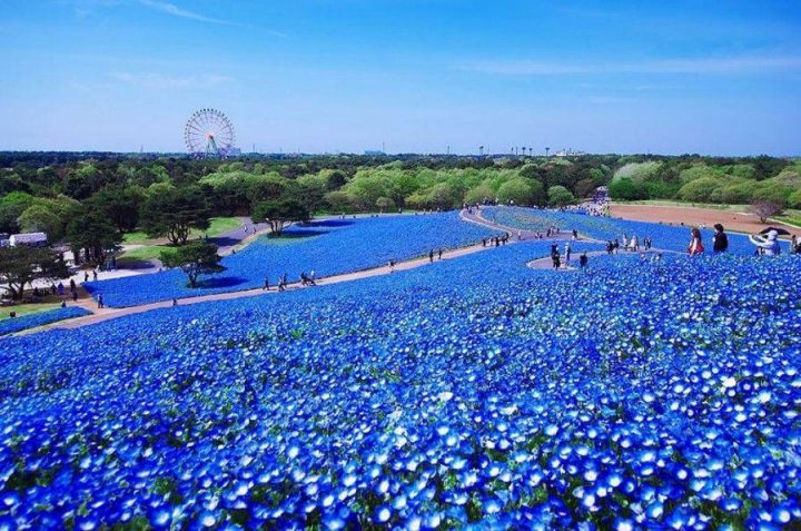 Obyek Wisata Favorit Musim semi di Jepang  Hitachinaka, Ibaraki: HITACHI EASIDE PARK