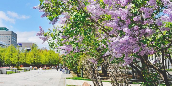 Sapporo, Hokkaido: TAMAN ODORI dan TAMAN KAWASHIMO