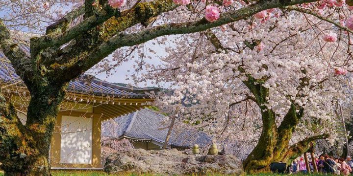 Fushimi-ku, Kyoto: Kuil Daigo-Ji