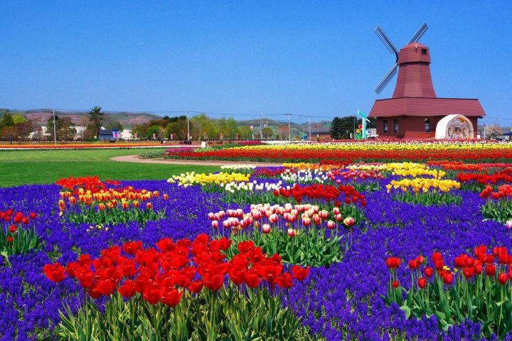 Yubetsu, Hokkaido: Taman Tulip Kamiyubetsu