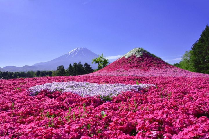 Minamitsuru, Yamanashi: Resor Fuji Motosuko, Yamanashi