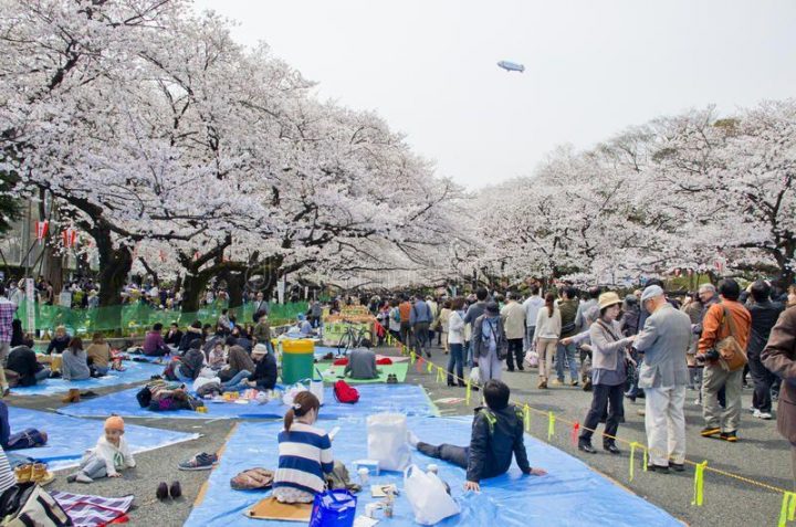Festival Musim Semi di Jepang
