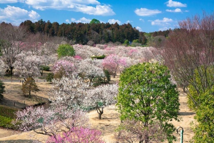 Festival Musim Semi di Jepang