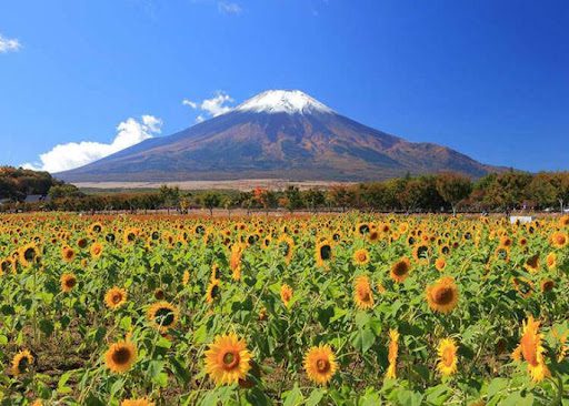 MUSIM PANAS DI JEPANG