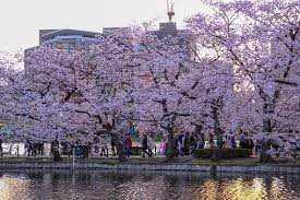 UENO SAKURA MATSURI