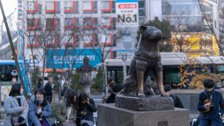 HACHIKO, SI ANJING SETIA KINI BERUMUR 100 TAHUN