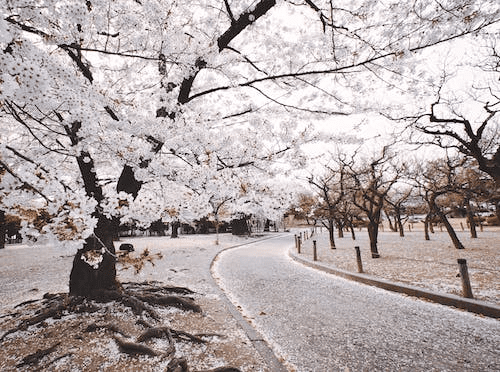 MEKARNYA BUNGA SAKURA DI JEPANG TAHUN INI SEDIKIT LEBIH LAMBAT